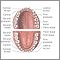 Dental anatomy
