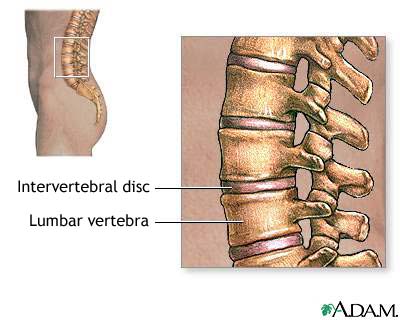 Lumbar vertebrae