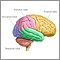 Lobes of the brain