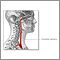 Carotid artery anatomy