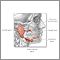 Head and neck glands