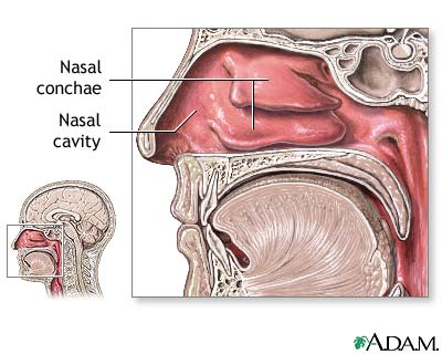 Nasal anatomy
