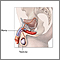 Male reproductive system