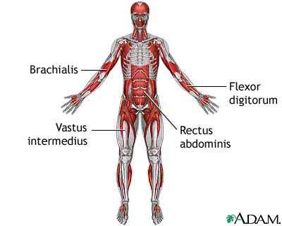 Deep anterior muscles