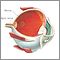 Retina