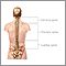 Posterior spinal anatomy