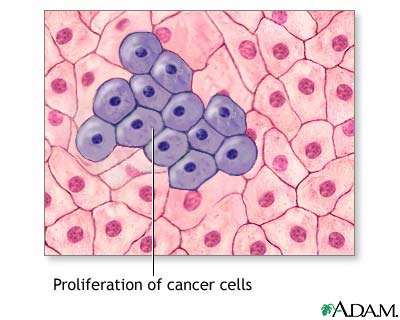 Cell proliferation