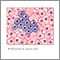 Cell proliferation