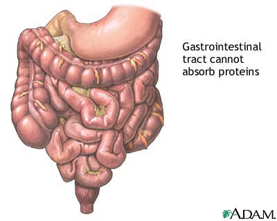 Gastrointestinal tract