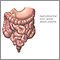 Gastrointestinal tract