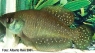 Austrolebias bellottii "Escobar, Argentina"
