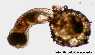 Excelentes fotos de huevos de Austrolebias bellottii eclosionando.