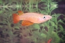 Aplochelius lineatus "Gold"