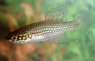 Cynopoecilus melanotaenia "C. Andreoni, Uruguay"
