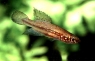 Cynopoecilus melanotaenia "Valizas, Rocha, Uruguay"