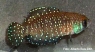 Austrolebias nigripinnis  "Escobar, Argentina"