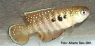 Simpsonichthys notatus "Alvorado do Norte, Brasil"