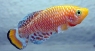 Nothobranchius rachovi, Africa.