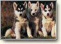 The image “http://www.oocities.org/meghanlafeve14/dogs3.jpg” cannot be displayed, because it contains errors.