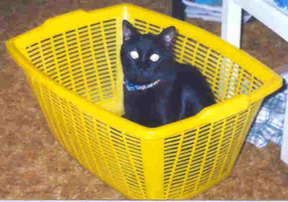 basketcase.jpg - 19128 Bytes
