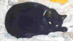 curled_up.jpg  3135 Bytes