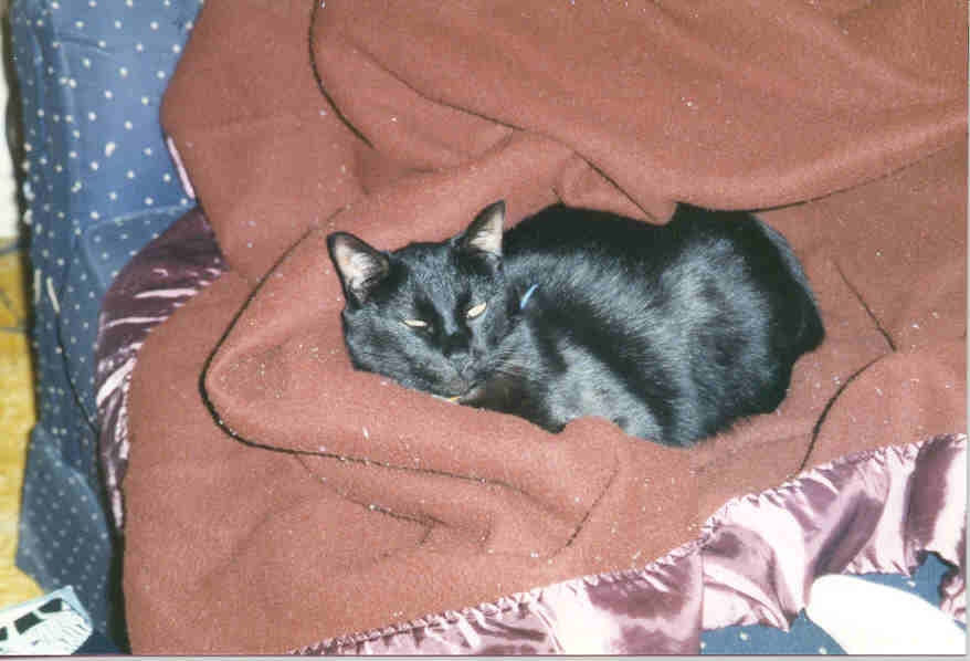 fbblanket.jpg - 36326 Bytes