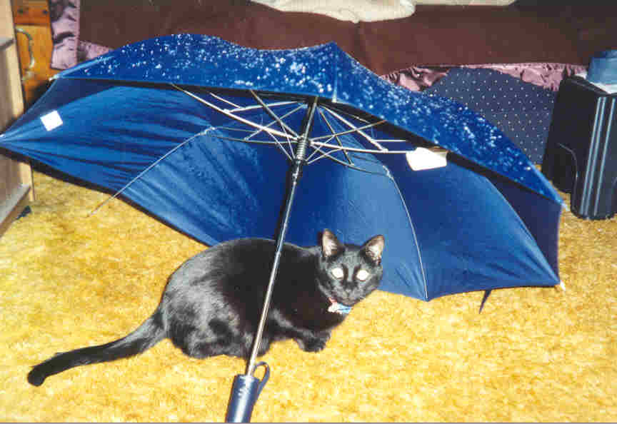 umbrellacat.jpg - 39636 Bytes