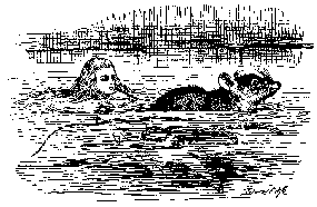 OH, MOUSE -- DO YOU KNOW HOW TO GET OUT of THIS POOL?
