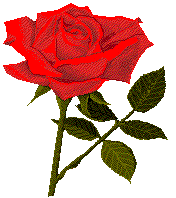 Red Rose Queen