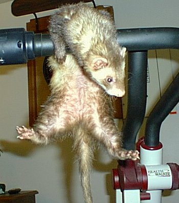 Ferret Working Out