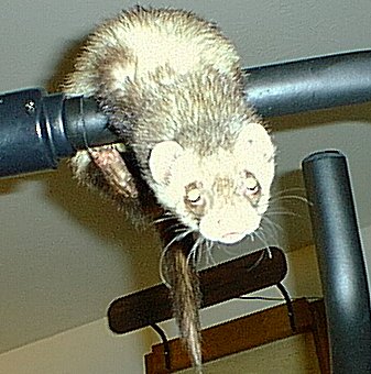 Ferret Working Out