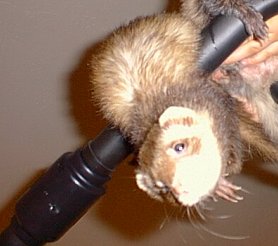 Ferret Working Out