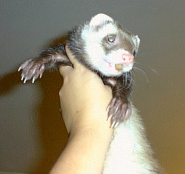 Ferret Working Out