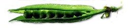 Peas