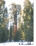 General Sherman's Sequoia Tree - the largest
		tree in the world
