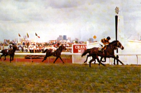 Gold And Black wins 1977 Melbourne Cup