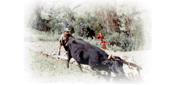 plowing.gif 65K