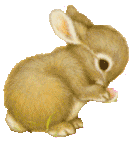 bunny