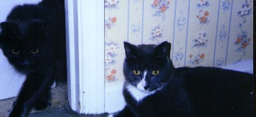 cats