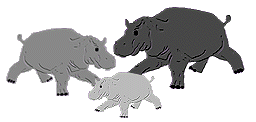 hippo