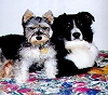 Big Dog, Little Dog