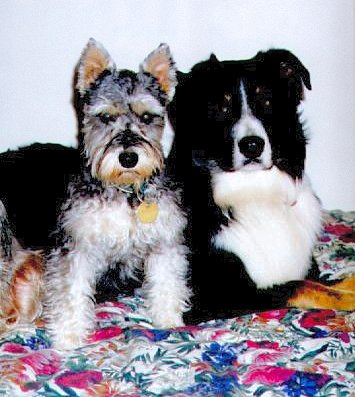 Big Dog Little Dog
