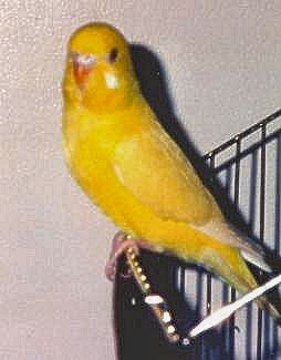 Chiquita