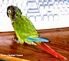 scarlet_aka_jaws