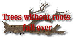 Trees without roots fall over