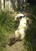 Image of birman_noses2_small.jpg