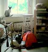 Image of cats1_small.jpg