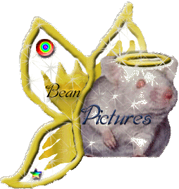 Bean's Pictures