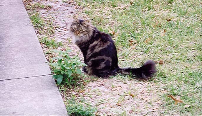 Someone needs to mow this lawn.