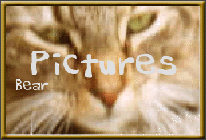 Bear's Pictures